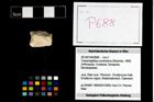 Foto (Objekt + Etikett) von Cracensigillatus acutirostrus (Moericke, 1889)  (NHMW-GEO-2014-0194-0688)